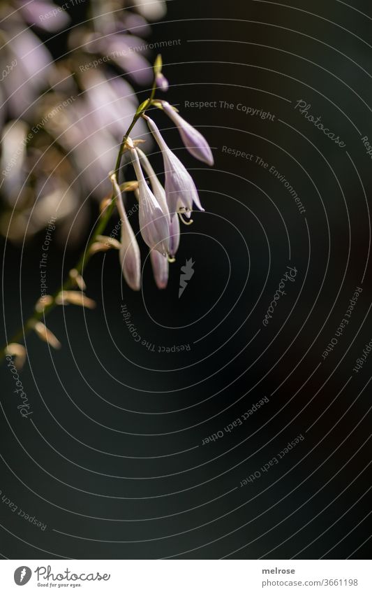 Flowers with dark background Summer Summery flowers flower stem Blossoming Sunlight Style Design Nature Beautiful weather bleed Garden plants bottom view