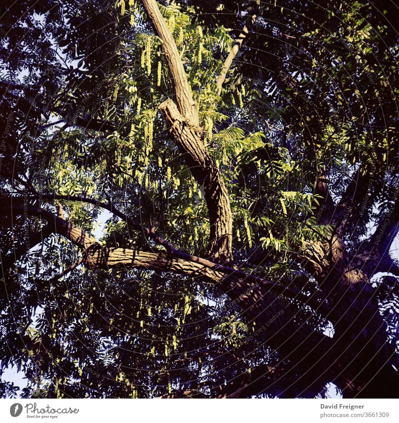 Old big tree at sunset. Analog medium format film recording Sunset Branch Branches and twigs age ancient Light Sunlight leaves analogue photography