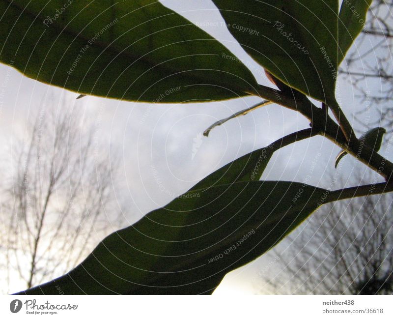 rhododendron Back-light Plant Leaf Detail Structures and shapes Macro (Extreme close-up)