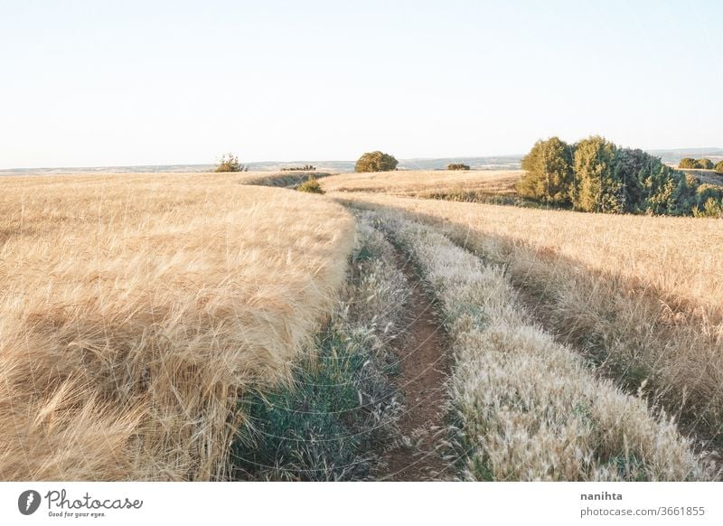 Golden fields of cereal in Spain summer path landscape crops farm quiet place silence sunset golden beautiful nature natural outdoors wild wide background wheat