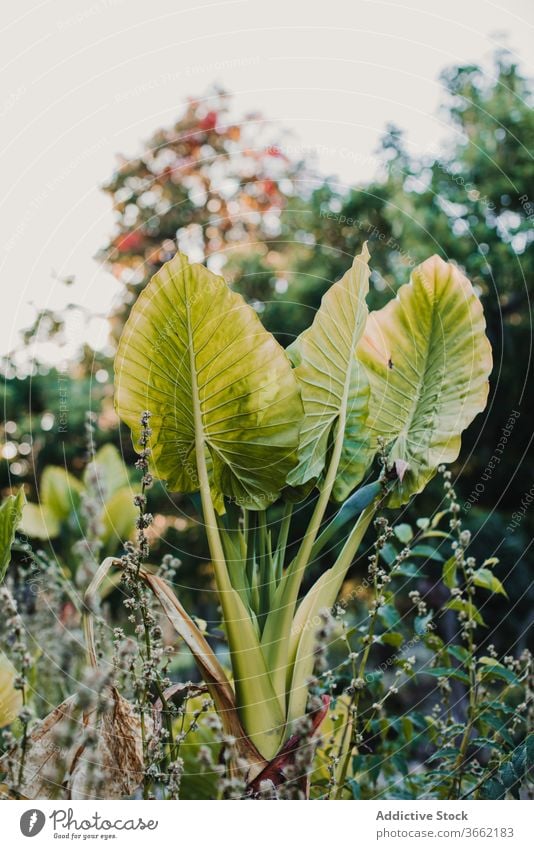 Cactus with large pointed leaves in garden cactus stem leaf grow harmony beauty plant idyllic green tropical thick stalk nature ribbed surface park sky scenic