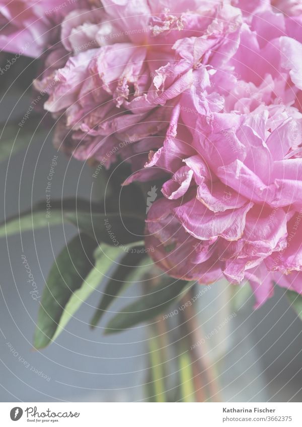 rosy peonies fade Peonies Pink flowers bleed Close-up Nature Colour photo Detail Summer spring Blossoming Fragrance Blossom leave Day already Interior shot