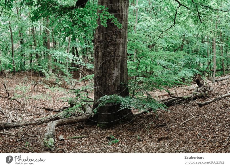 stem of a large beech tree in the forest on deciduous ground beeches trunk Forest foliage Deciduous soil forest soils green twigs branches Nature Relaxation