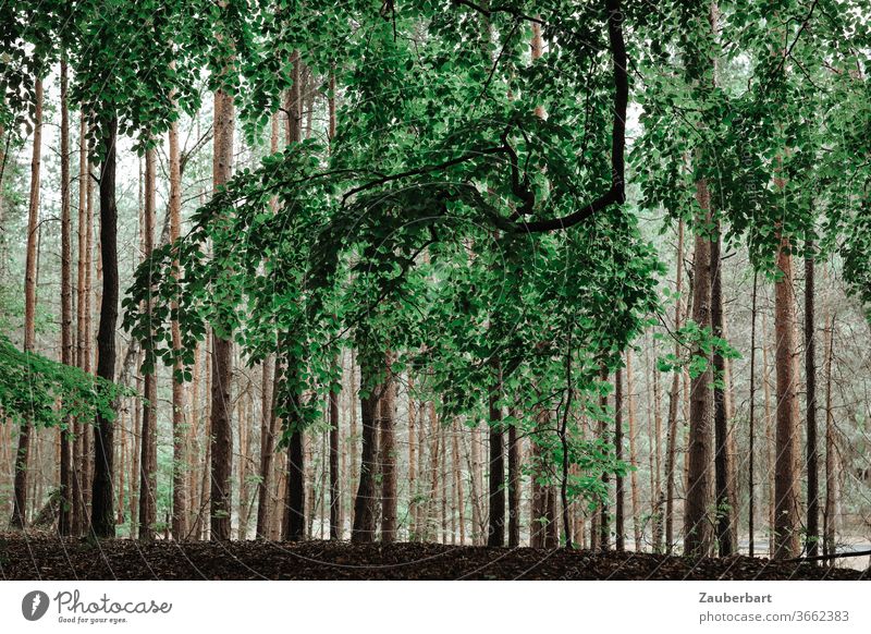 Big branch of a beech in front of trunks of pines in the forest beeches Branch tree tribes Jawbone Forest green Baun Sublime Nature tranquillity Relaxation