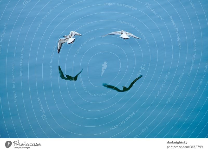 Rissa tridactyla, juvenile kittiwakes in flight Seagull flying Water Reflection Shadow Mirror image Dynamics Avifauna Biggetal Dam feathered animals Wilderness