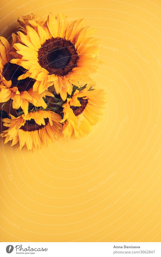 Yellow Sunflower Bouquet sunflower bouquet august autumn fall bunch yellow space nature white rustic natural plant season table floral copy surface petal