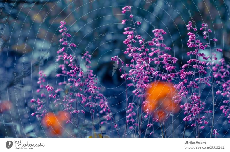 Delicate pink flowers of the purple bell (Heuchera) Purple bells haychera blooms Flower Blossoming Plant Nature Summer Garden naturally Colour photo pretty