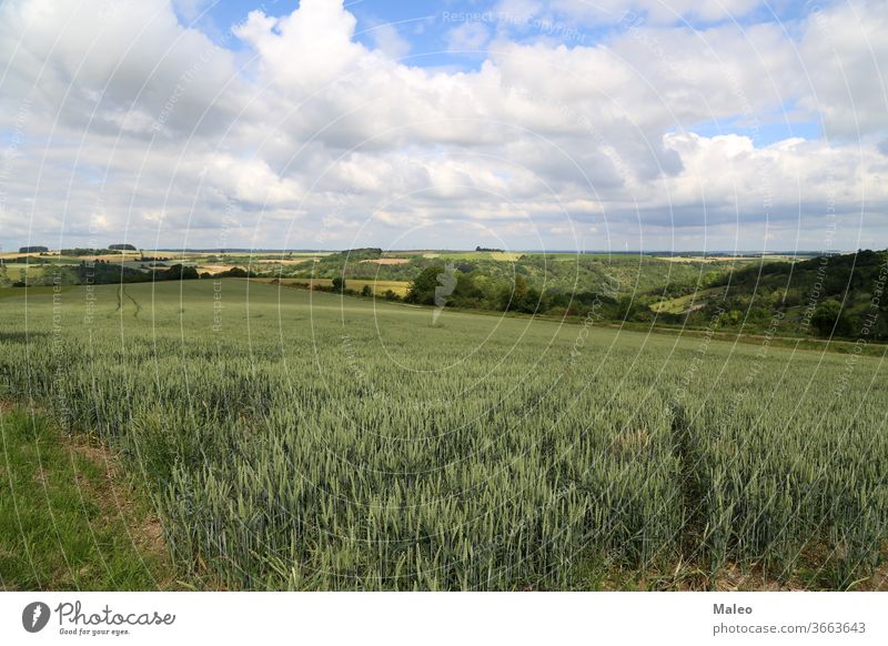 Summer landscape with green pricking wheat field nature summer closeup growth agriculture beautiful garden background countryside farm natural plant prickly