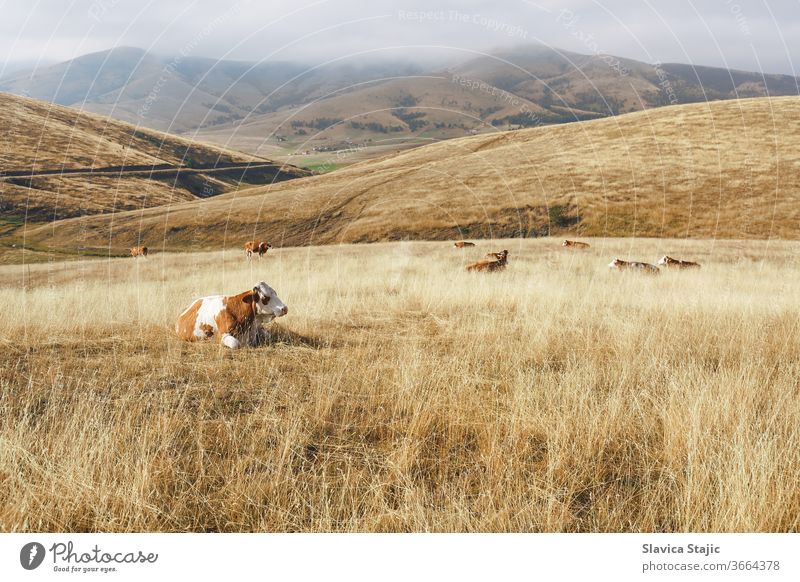 Scenic view of a rural  foggy mountain landscape with a cows . Nature and countryside concept agriculture animal autumn beautiful blue crop day destination dry