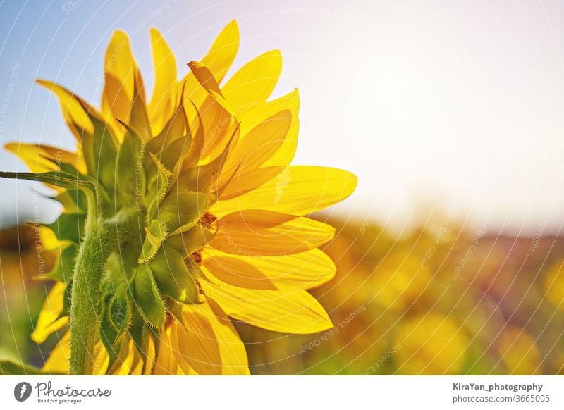 Sunflower. Field of sunflowers against summer meadow yellow field landscape nature sky green closeup bright growth round crop circle sunset clear blue beautiful