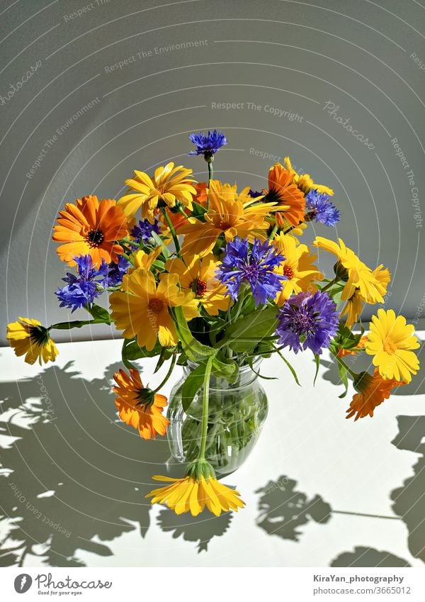 Natural wild flower in glass vase Shadow bunch Spring Summer Wild plant Bud Yellow Sunlight Rustic Empty Modern autenthic blue Daisy Cornflower table Still Life