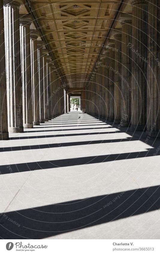 Colonnade with crow and man | At the colonnade courtyard on the Museum Island portico columns Light and shadow Light and shadow play Exterior shot Contrast