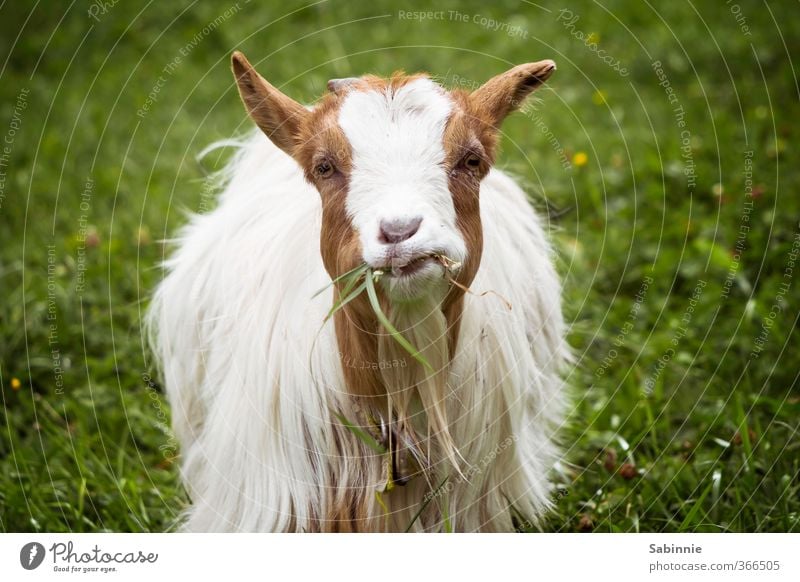 Maaaaaaam. Flower Grass Sexten Dolomites Animal Farm animal Petting zoo Goats Goatskin To feed Chew Calm Long-haired Alps Staring Looking into the camera Brash