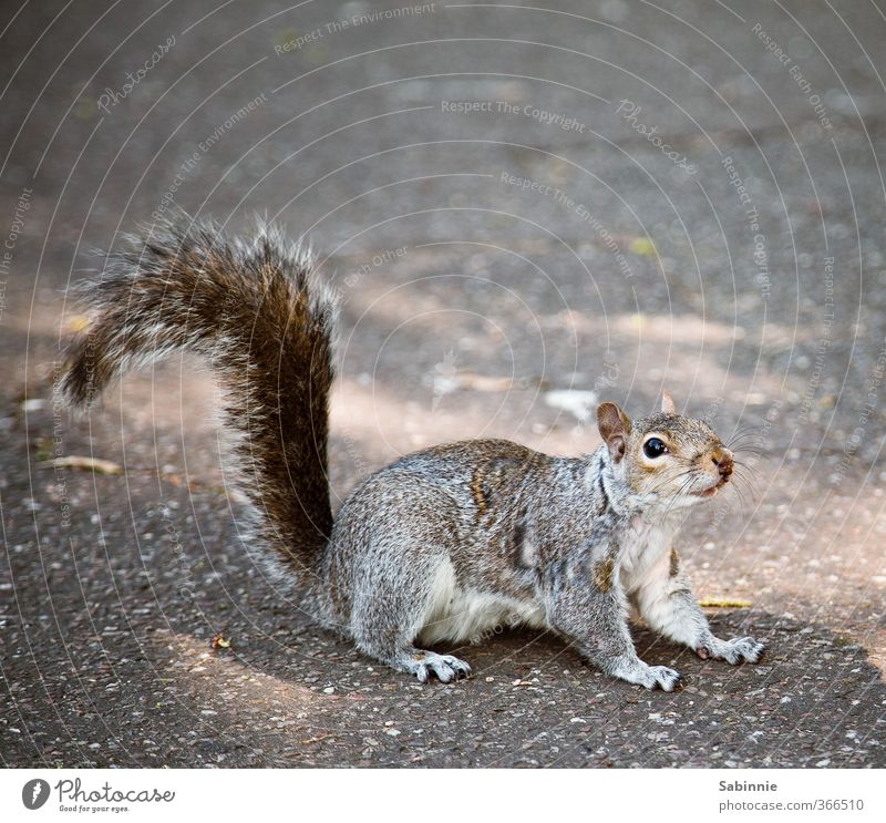 croissant for breakfast Animal Wild animal Pelt Claw Paw Squirrel Eyes Nose Tails Bushy 1 Cute Caution Curiosity Rodent Cuddly Head Odor Colour photo