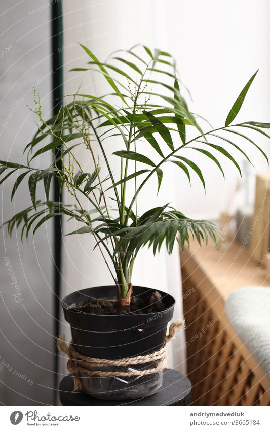 Fresh green plant with thin leaves in a vase on the white windowsill. home comfort. selective focus fresh background leaf nature flowerpot natural isolated