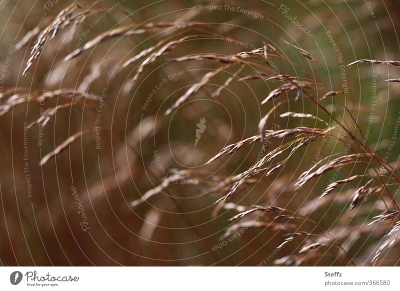 like grass in the wind limber Beugsam matched Blown away unresisting Adaptable Adjustment Crooked Wind windy Grass Easy Brown Ease Flexible Bend Gust of wind