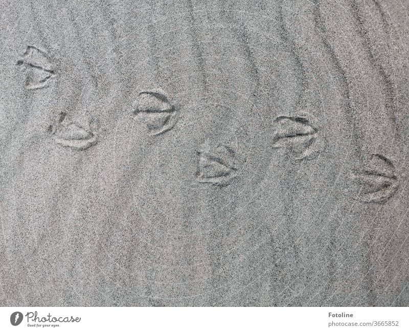 Tip, tap, tip, tap, tap - or footprints of a gull, duck or goose. It's all walking on the dune of Helgoland. Tracks footsteps Seagull Duck Goose