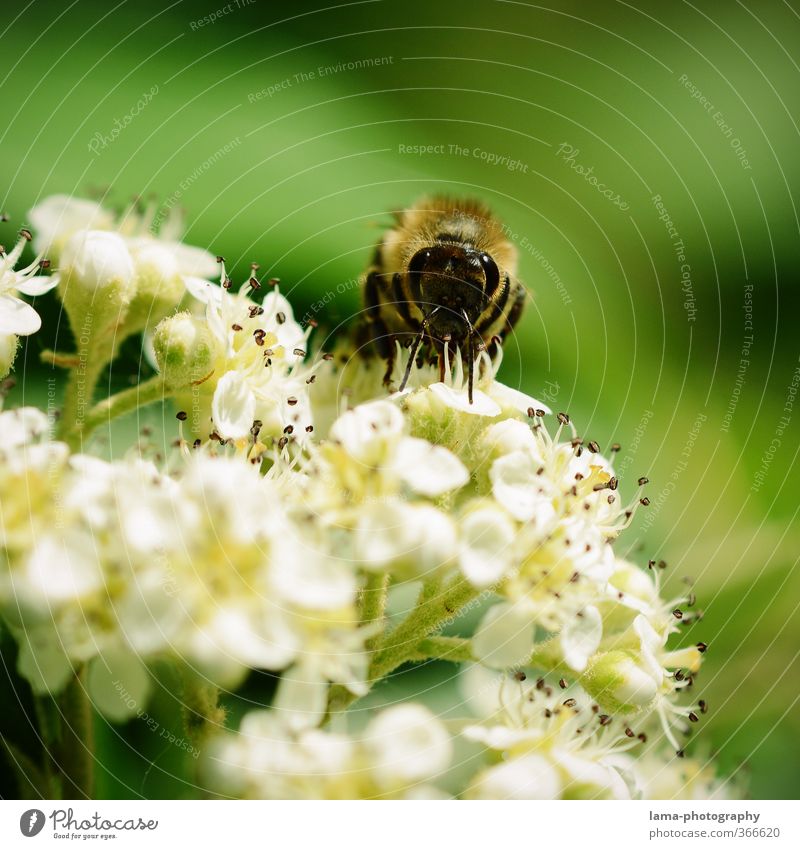 yammi Honey Sunlight Spring Summer Flower Blossom Pollen Flowering plants Bee Honey bee Wasps Eating Foraging Food Nectar Bee-keeper Bee-keeping Colour photo