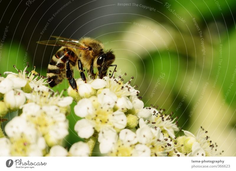 busy bee Nature Sunlight Spring Summer Flower Blossom Animal Wild animal Bee Honey bee Wasps Beehive 1 Eating Foraging Nectar Flowering plants Pistil Pollen