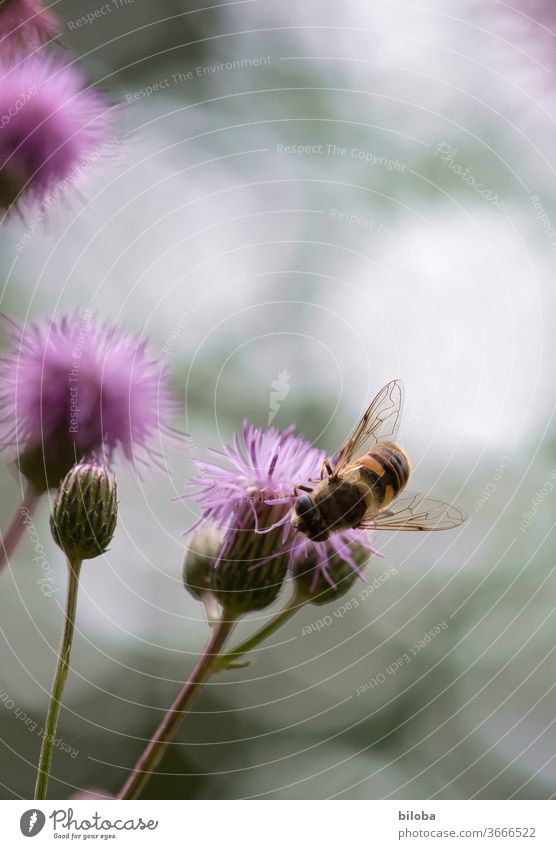 Bee on blossom drinking nectar in soft backlight. Blossom Flower Nectar Honey flower honey Grand piano Insect Farm animal wild honey Bee-keeping Nature