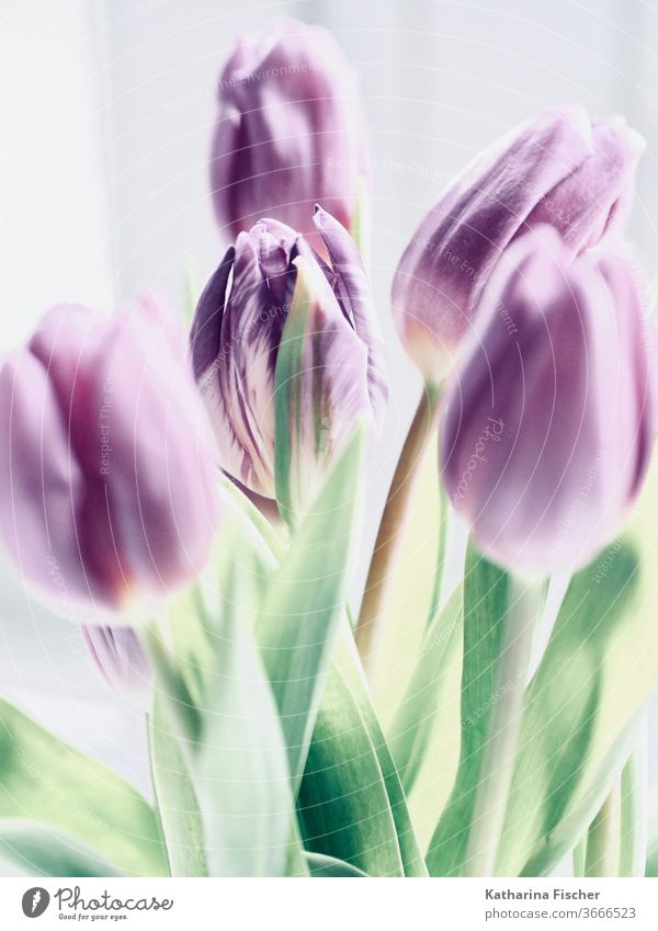 purple tulips Tulip flowers Tulip blossom Nature Colour photo spring Dreamily Decoration Bouquet Day already Summer Interior shot Blossoming green Bud White