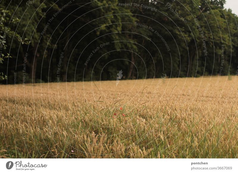 A cornfield outside a forest. Agriculture, food Field Wheat Grain Ear of corn poppies rural Summer Wheatfield Cornfield Agricultural crop Growth Nutrition