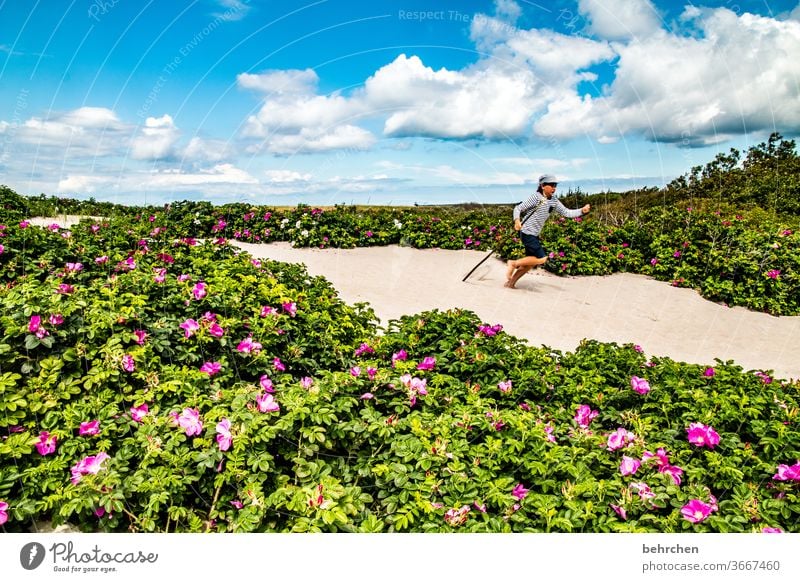 sandpiper Beach Ocean dune Darss Baltic Sea flowers Sky Clouds Nature Landscape Coast Colour photo Exterior shot Vacation & Travel Child Infancy muck about