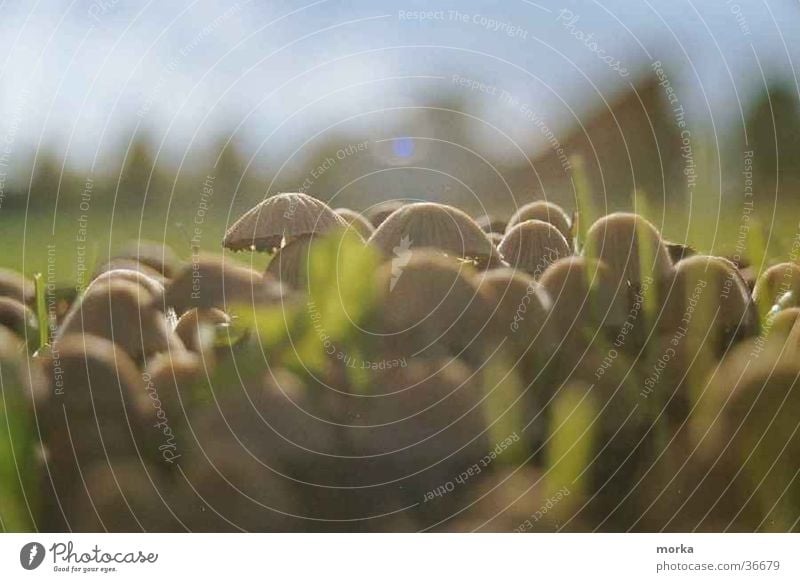 mushroom_city Meadow Grass Attachment Settlement Mushroom mushrooms Light (Natural Phenomenon) Beautiful weather