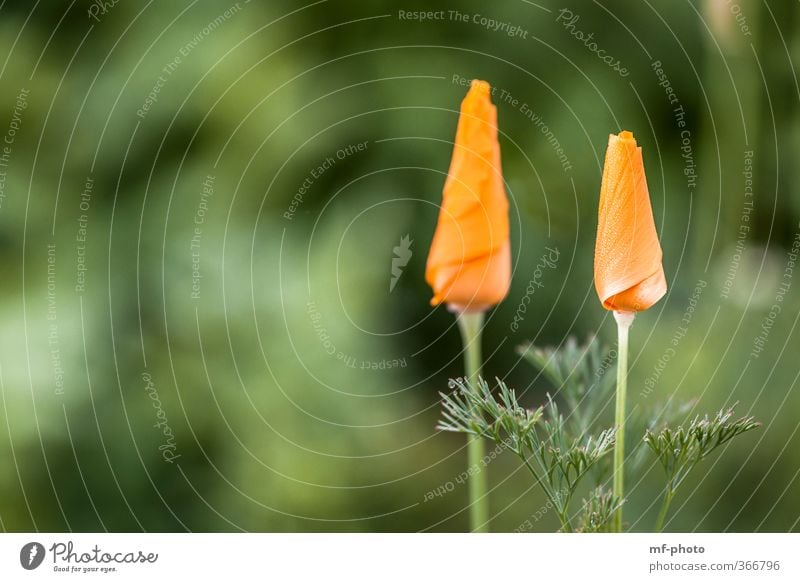 twins Nature Plant Flower Green Orange California Poppy Colour photo Exterior shot Macro (Extreme close-up) Deserted