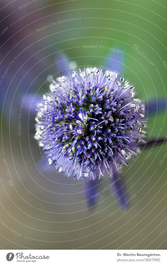 Eryngium planum, the blue eryngo or Mannstreu in German; flowerhead from above flat sea holly plant herbaceous perennial thistle Apiaceae Edeldistel