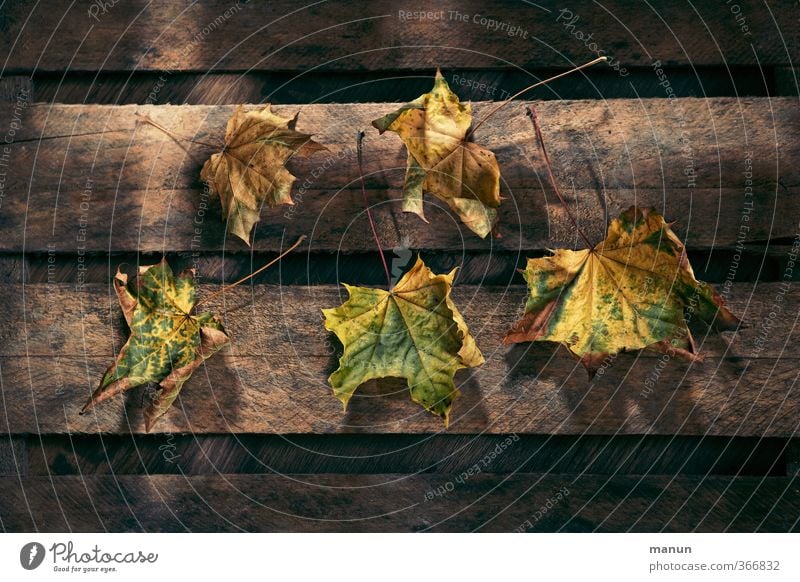 Peel off Nature Autumn Leaf Autumn leaves Autumnal Autumnal colours Wooden board Wooden box Natural Dry Transience Colour photo Structures and shapes Light