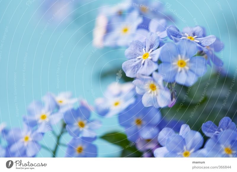 Do not forget Valentine's Day Nature Plant Flower Forget-me-not Friendship Infatuation Loyalty Romance Colour photo Close-up Deserted Copy Space left Contrast