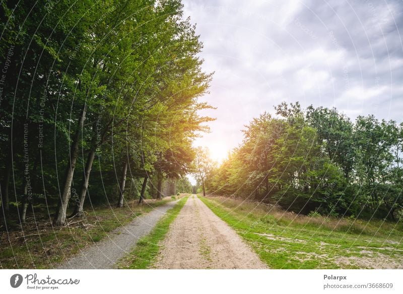 Dirt road in a green forest in the spring water flooded cloudy season adventure foliage travel tourism park mountain grass sky blue outdoors trail gravel road