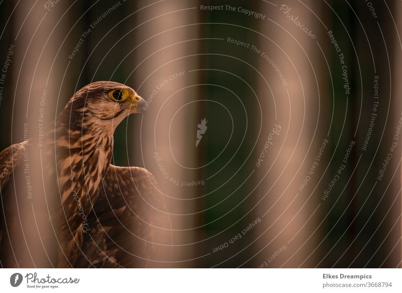 Bird of prey in the enclosure behind the fence Falcon bird of prey Nature birds