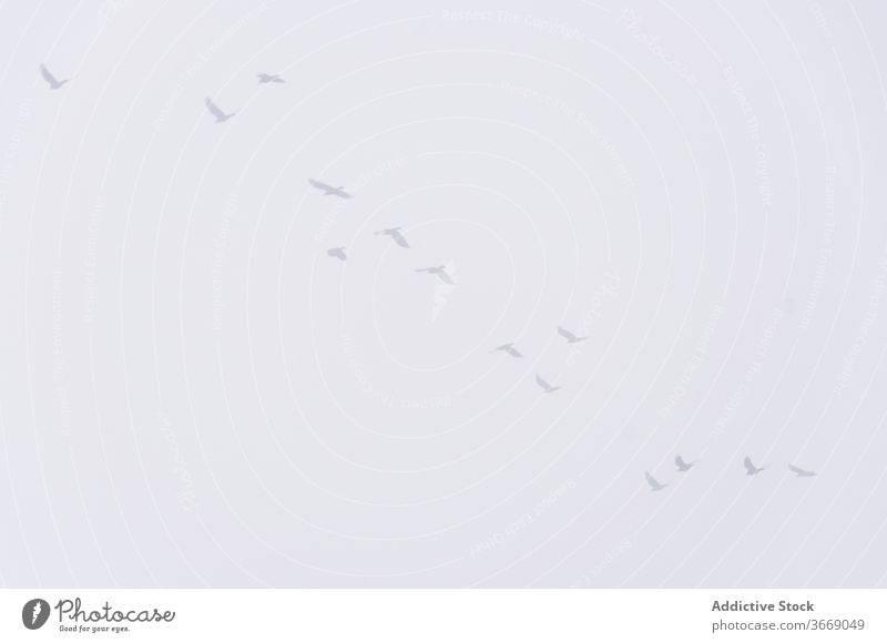 Birds flying in gray sky flock bird fog line overcast animal mist calm tranquil soar motion active environment serene gloomy dull flight wildlife feather