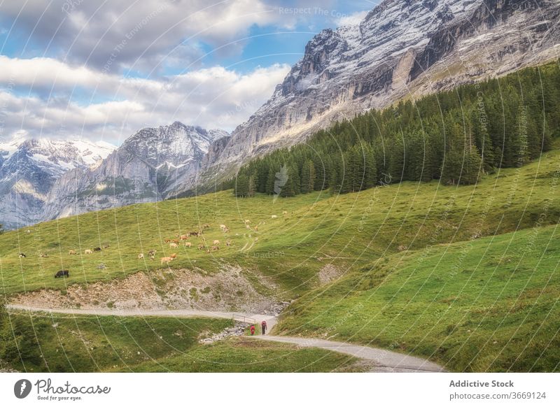 Green hill near snowy ridge under blue sky with clouds pathway picturesque harmony idyllic highland tourism couple walk colorful majestic breathtaking beauty