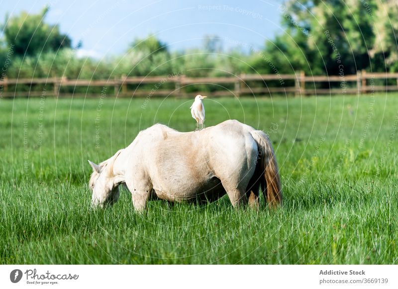 Horse grazing in green meadow graze horse pasture field lush natural grass nature catalonia spain animal mammal equine rural grassland park scenic peaceful