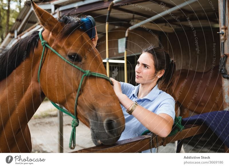 Young horsewoman brushing stallion on ranch grooming equestrian care rider smile chestnut female animal tool equipment equine young busy jockey owner mammal pet