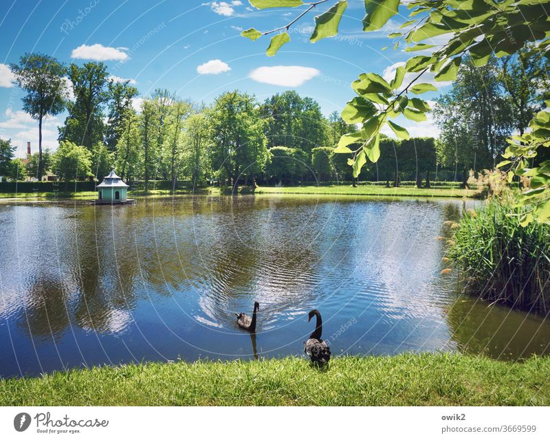 Rangdewu swans Nature Day Peaceful Sunlight Beautiful weather Far-off places Calm Copy Space top Environment Deserted Colour photo Landscape Clouds Sky Horizon