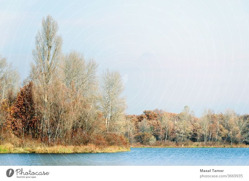 Trees close to  the Dnieper river in autumn Kiev Kyiv Obolon Ukraine birch cloud cloudy fall forest golden grass lake landscape lush morning nature oak pond