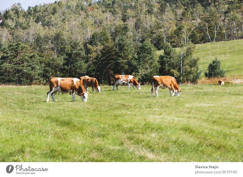 Cows On A Green Summer Meadow At Sunny Day agriculture animal animals background beef brown cattle country countryside cow cows dairy day domestic eat face farm