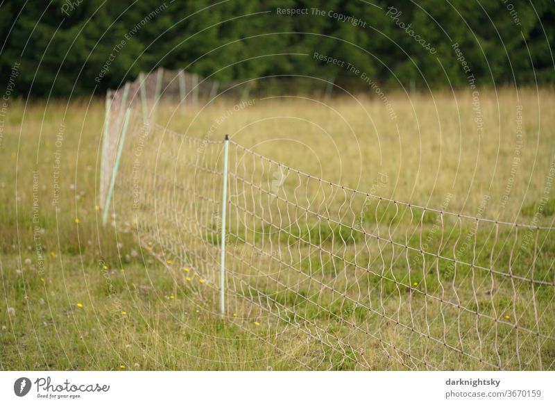 Movable electric fence with electric voltage Willow tree Fence Agriculture Landscape Grass Colour photo Summer Pasture fence cattle Electrified fence electrical