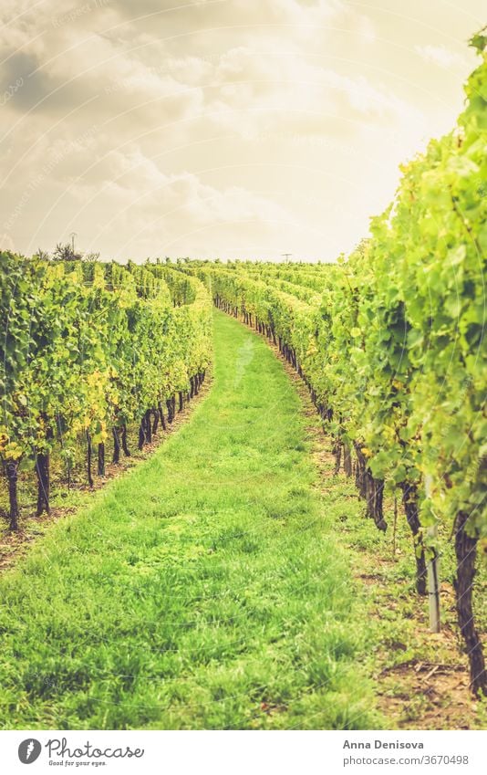 Vineyards at sunset during autumn harvest season grapes vineyard wine winery california france alsace background agriculture growing landscape farm fresh ripe