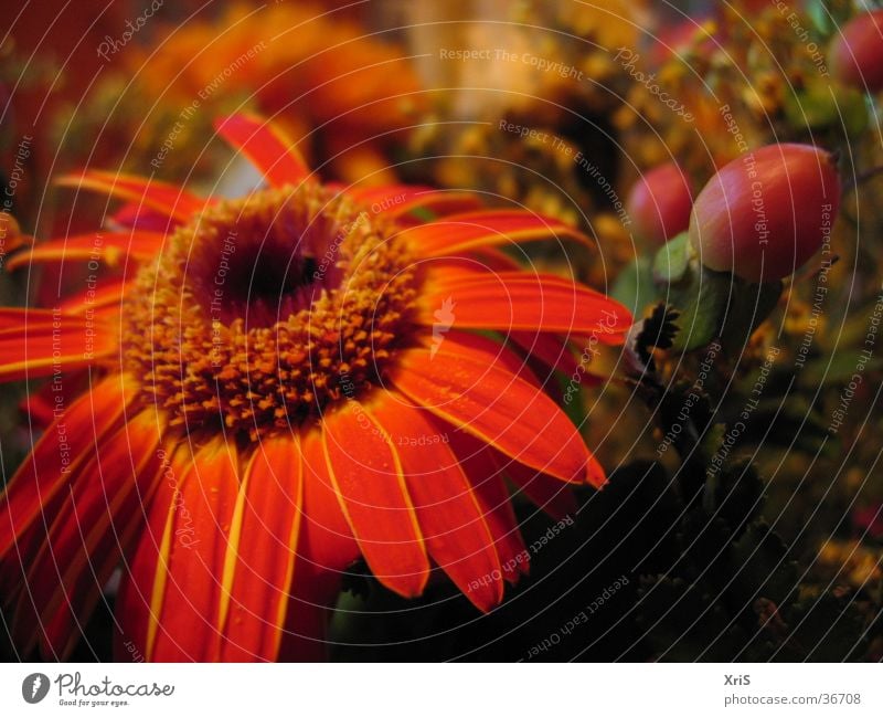 Gerbera in a bouquet Flower Plant Blossom Red Detail Close-up Macro (Extreme close-up) Bouquet Orange