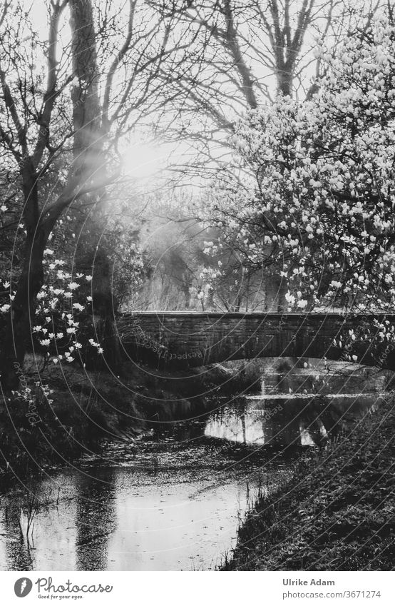 Idyllic sunrise in the park magnolias Magnolia tree black-white River bridge spring April Sunrise Sunbeam reflection Park Garden Stone bridge idyllically