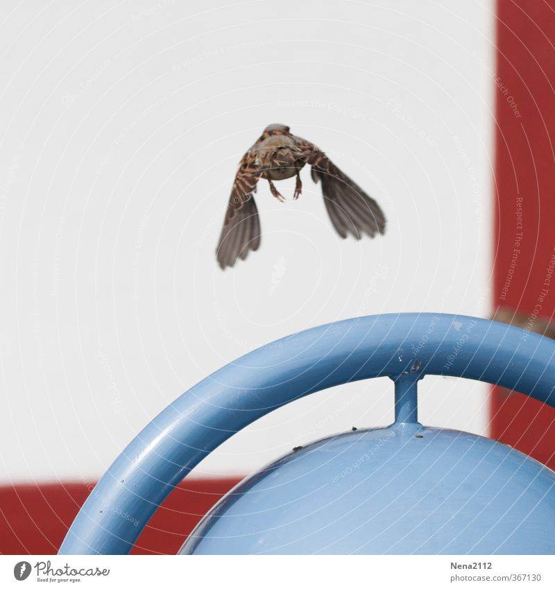 ... fled Animal Bird Wing 1 Flying Vacation & Travel Far-off places Blue Red White Love of animals Life Homesickness Wanderlust Loneliness Dangerous Timidity