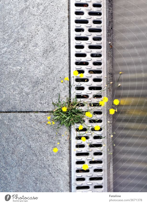 Wallflowers in the big city - or a small weed fights its way through a joint between two slabs in the big city Weed wild flower Plant bleed Nature Environment