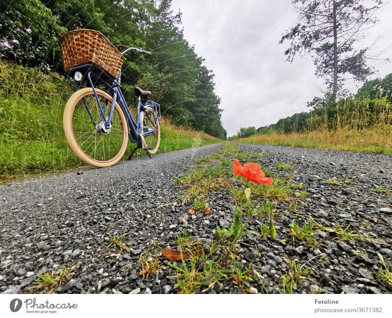 On Mo(h)n day Fotoline cycles to work. Suddenly she makes an emergency stop. A small poppy flower was standing directly on the way and asked to be photographed.