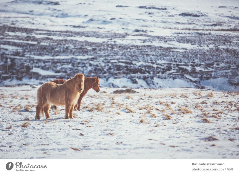 Iceland Inventory 34 Iceland Pony Horse Snow Warm light Landscape snow-covered Meadow paddock Pelt tranquillity