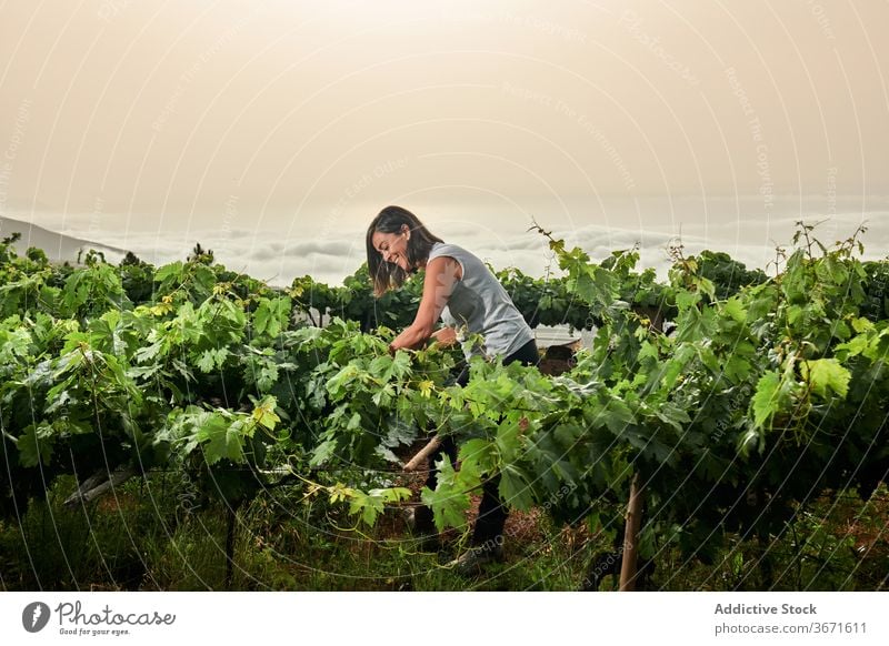 Elderly woman picking grapes on farm collect fruit summer elderly farmer garden female senior nature harvest cultivate plantation fresh agriculture countryside